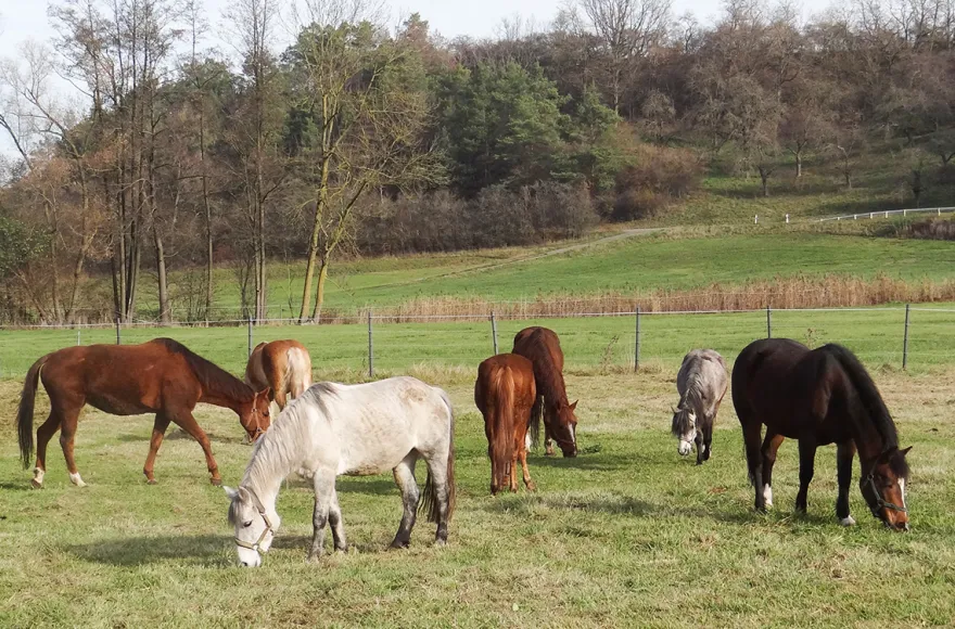 Reitstunde Diebach
