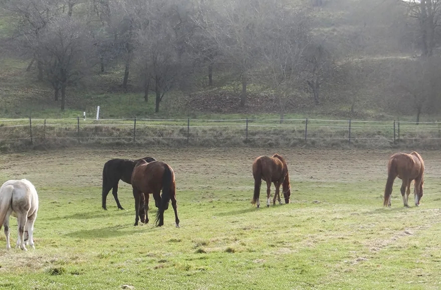 Reitstunde Diebach