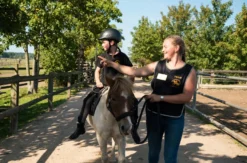 Rennreiten für Einsteiger Bad Doberan