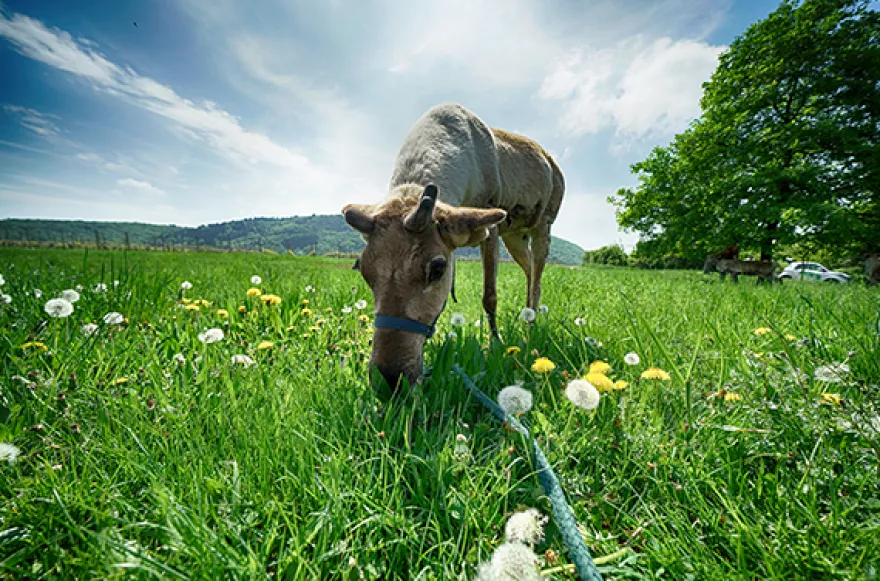 Rentier-Wanderung & Picknick Niederhausen für 2