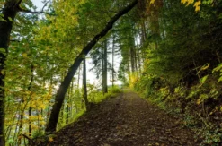 Romantikurlaub Hütte mit Vesperkorb Schwarzwald für 2 (2 Nächte)