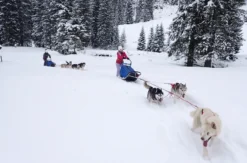 Schlittenhunde Abenteuer Ermenswil St. Gallen für 2