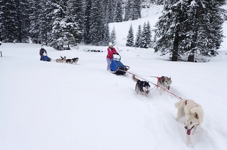 Schlittenhunde Abenteuer Ermenswil St. Gallen für 2