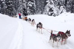 Schlittenhunde Abenteuer Ermenswil St. Gallen für 2