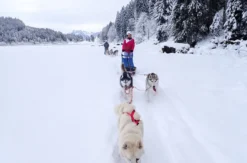 Schlittenhunde Abenteuer Ermenswil St. Gallen für 2