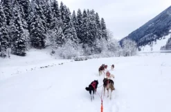 Schlittenhunde Abenteuer Ermenswil St. Gallen für 2