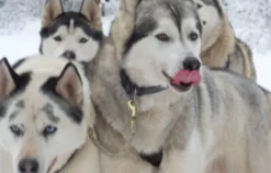 Schlittenhundefahrt Bad Herrenalb für 2