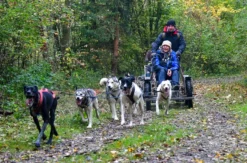 Schlittenhundefahrt Schwabmünchen