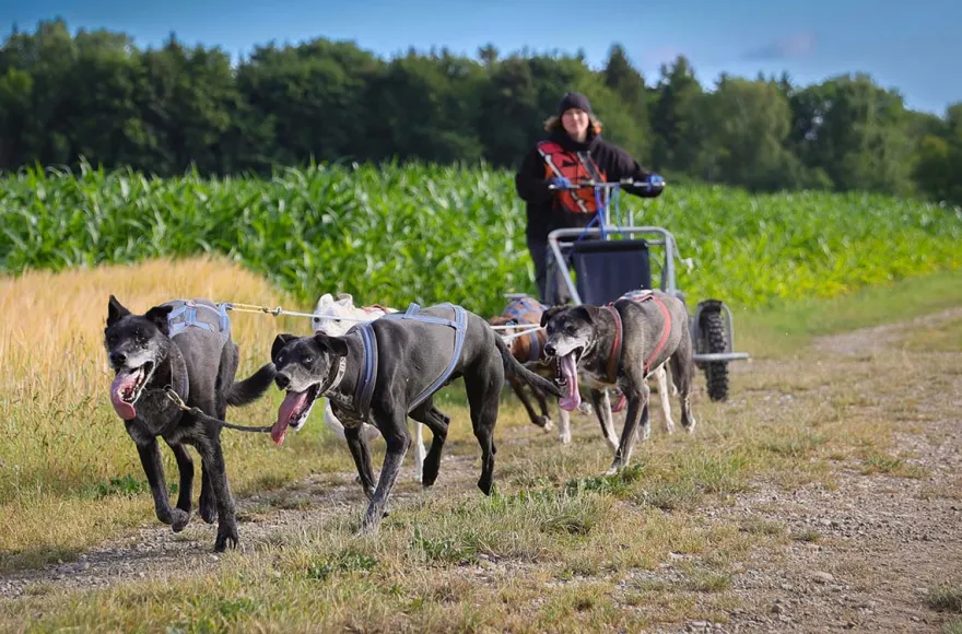 Schlittenhundefahrt Schwabmünchen