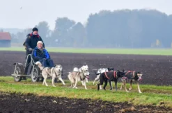 Schlittenhundefahrt Schwabmünchen