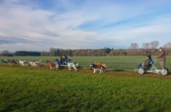 Schlittenhundefahrt Schwabmünchen