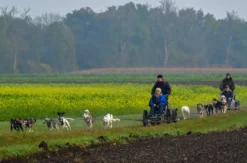 Schlittenhundefahrt Schwabmünchen