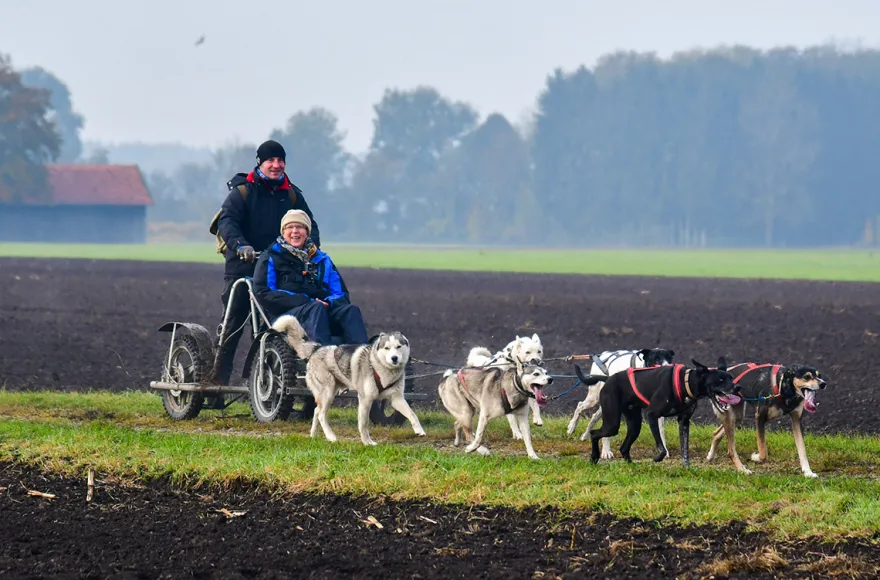 Schlittenhundefahrt Schwabmünchen