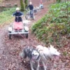 Schlittenhunde Wagenabenteuer Ermenswil für 2