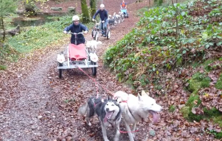 Schlittenhunde Wagenabenteuer Ermenswil für 2