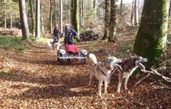 Schlittenhunde Wagenabenteuer Ermenswil für 2