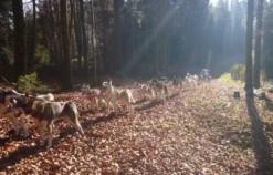 Schlittenhunde Wagenabenteuer Ermenswil für 2