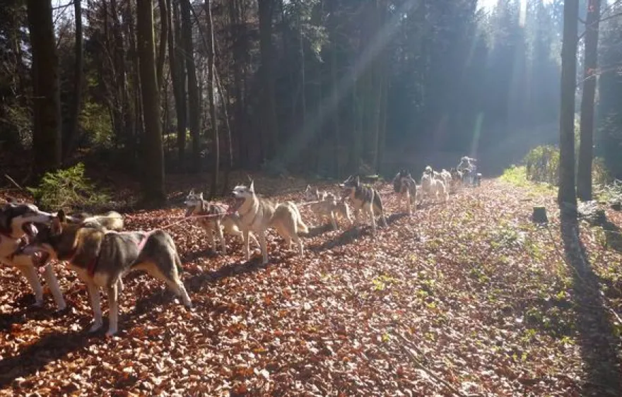 Schlittenhunde Wagenabenteuer Ermenswil für 2