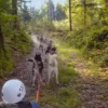 Schlittenhunde Wagenpassagierfahrt Ermenswil für 2