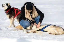 Schlittenhunde Workshop Telfs