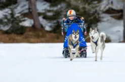 Schlittenhunde Workshop Telfs