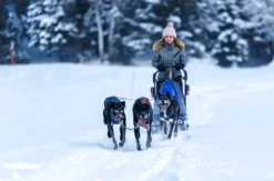 Schlittenhunde Workshop Telfs