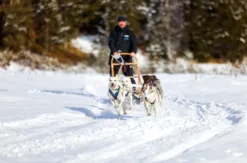 Schlittenhunde Workshop Telfs