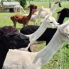 Schokofondue mit Alpaka Erlebnis in der Eifel
