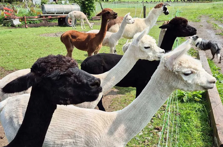 Schokofondue mit Alpaka Erlebnis in der Eifel