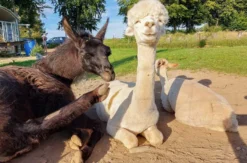 Schokofondue mit Alpaka Erlebnis in der Eifel