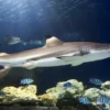 Sea Life Hannover