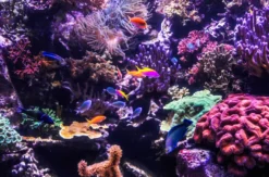 Sea Life Hannover