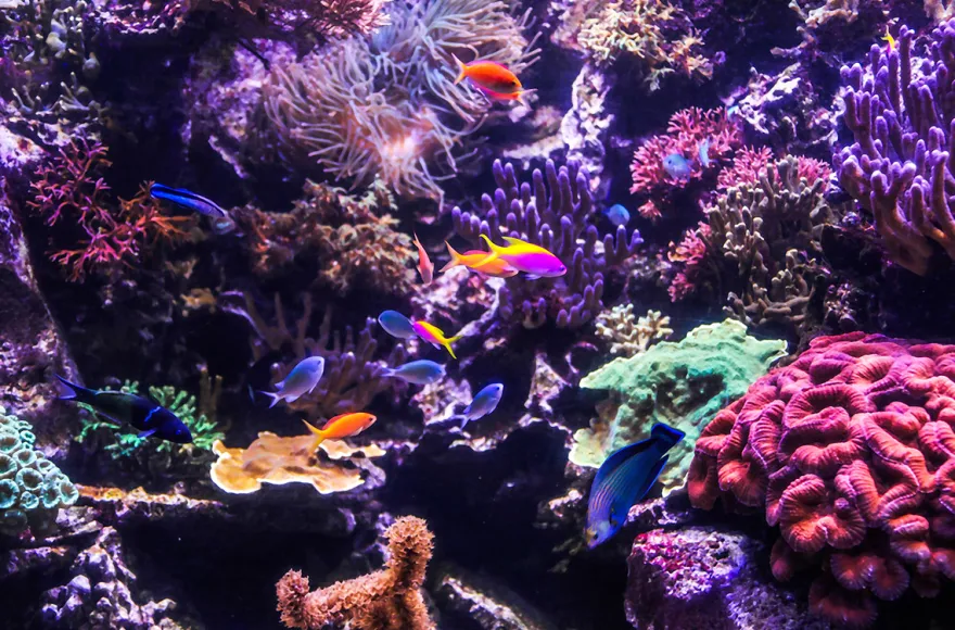Sea Life Hannover