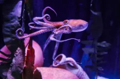 Sea Life Hannover (Kinder-Ticket)