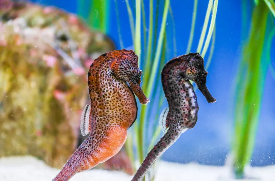 Sea Life Konstanz (1 EW + 1 Kleinkind)
