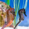 Sea Life Konstanz (Kinder-Ticket)