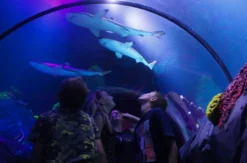 Sea Life Konstanz (Kinder-Ticket)