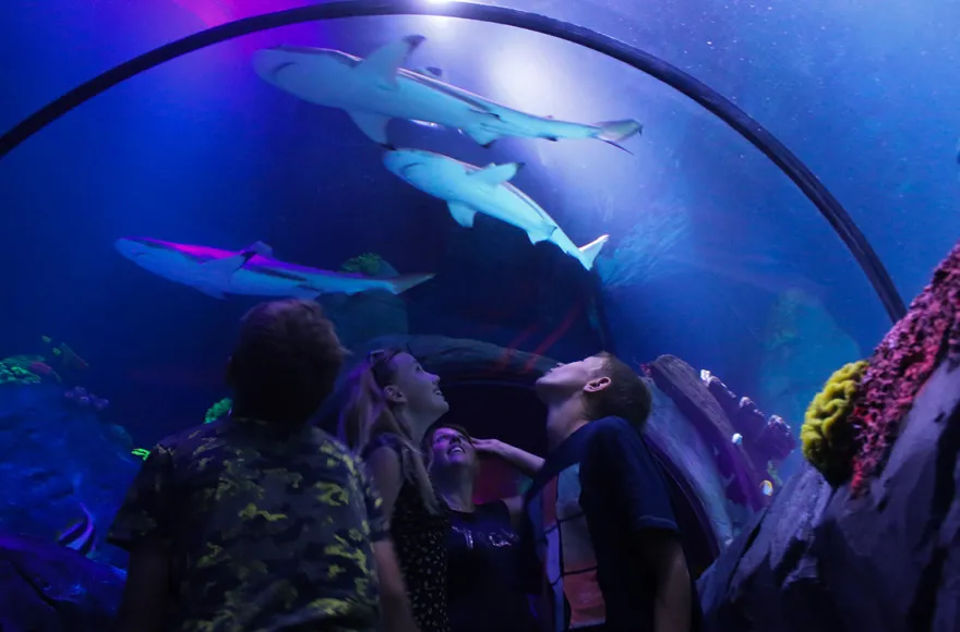 Sea Life Konstanz (Kinder-Ticket)