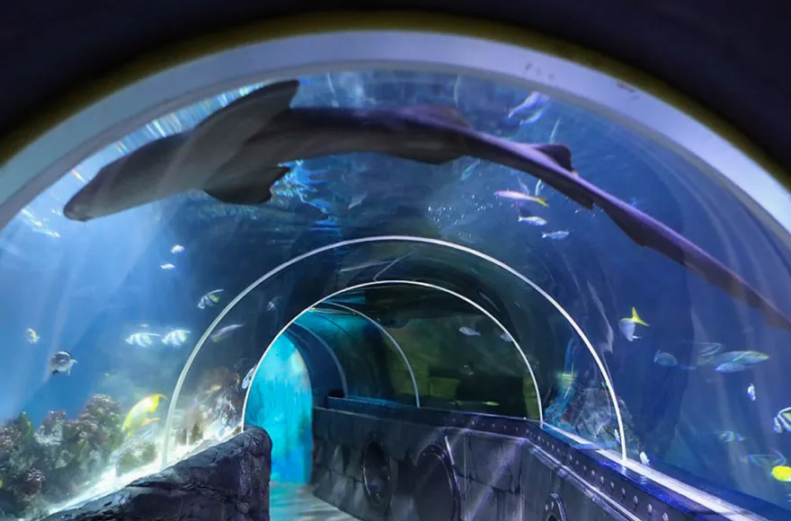 Sea Life Konstanz (Kinder-Ticket)