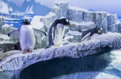 Sea Life Konstanz (Kinder-Ticket)