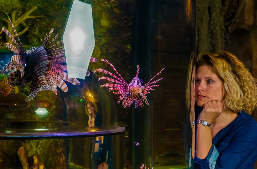 Sea Life München (Kinder-Ticket)