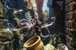 Sea Life Oberhausen