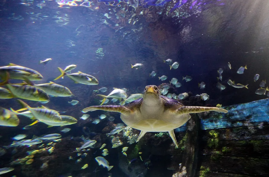 Sea Life Timmendorfer Strand