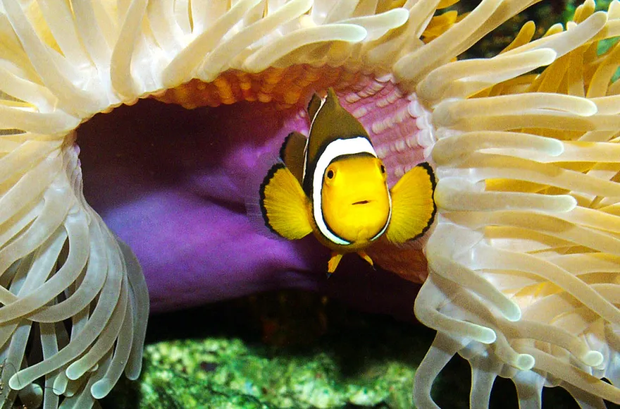 Sea Life Timmendorfer Strand (1 EW + 1 Kleinkind)