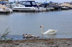 Segeltag mit Brunch Neusiedl am See (5 Std.)