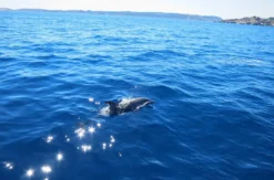 Segelurlaub Olbia (6 Nächte)