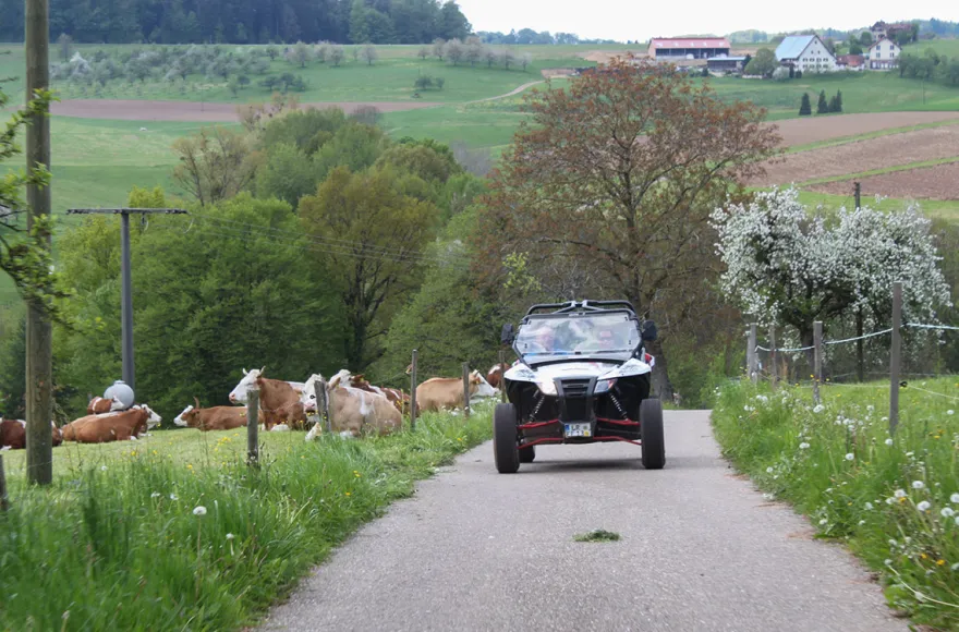 Side by Side Buggy Schwarzwald-Tour Meißenheim (5 Std.)