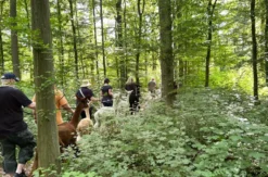Single-Wanderung mit Alpakas