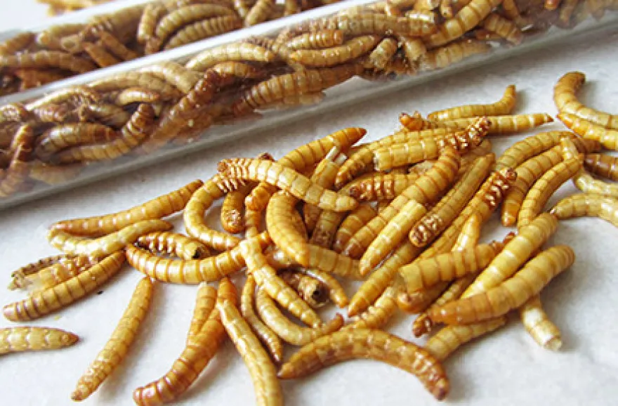Snack Insects Kochset für Zuhause