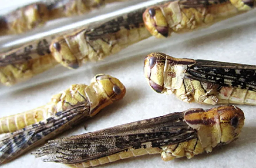 Snack Insects Kochset für Zuhause